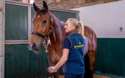 How to Protect Your Horse’s Health in Summer: Stable Management Tips